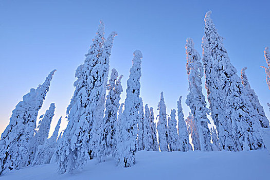 积雪,云杉,黎明,冬天,库萨莫,芬兰