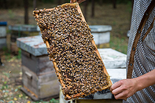 拿着,养殖,蜜蜂,木板