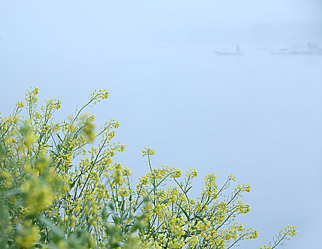 船,渔民,油菜花,梦幻