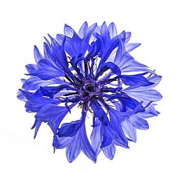蓝色,矢车菊,花