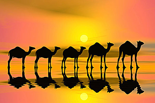 骆驼,驼队,日落,剪影,电脑制图