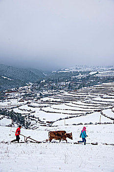 云南东川红土地雪原中的农民在耕地