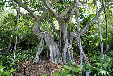 孟加拉菩提树图片