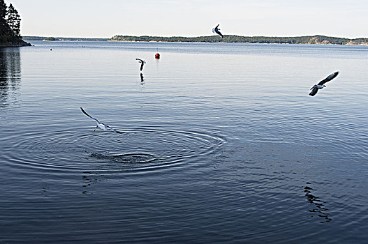 普通,海鸥,看,鱼,斯德哥尔摩群岛,瑞典