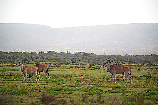 模糊,南非,野生动物,自然保护区,野生,黑斑羚