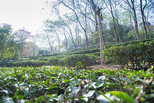 茶园,自然,植物