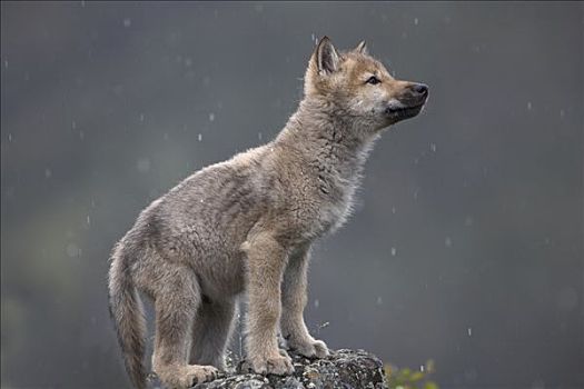 灰狼,狼,幼仔,亮光,下雪,北美