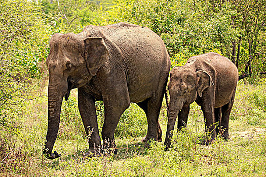 斯里兰卡,大象,象属,两个,兄弟姐妹,觅食,国家公园,亚洲