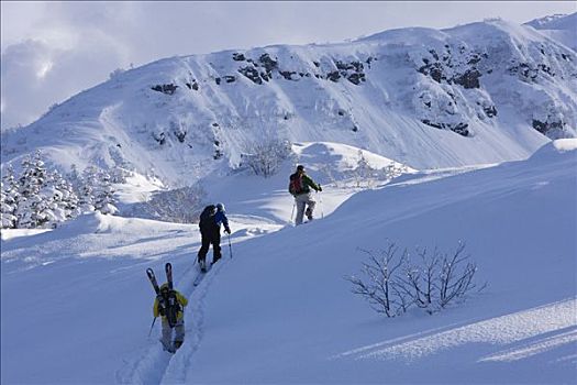 边远地区,滑雪者,向上,山,福良野,北海道,日本