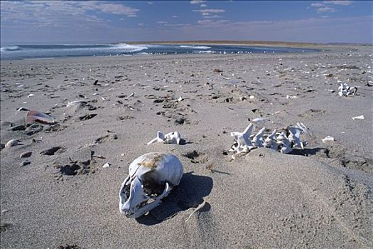 头骨,骨骼,骷髅海岸,纳米比亚,非洲