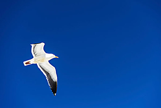 美国西部17英里飞翔的海鸥