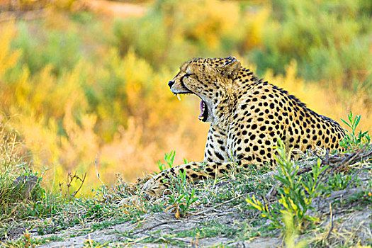 印度豹,猎豹,躺着,地面,哈欠,奥卡万戈三角洲,博茨瓦纳,非洲
