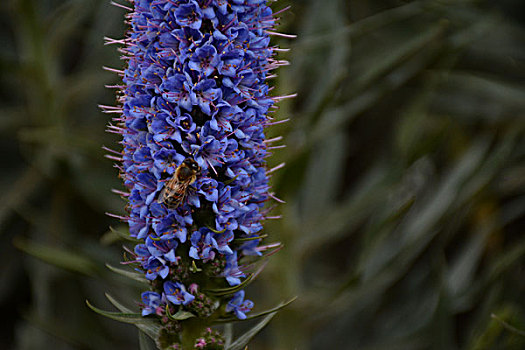 蜜蜂落在了紫色的花朵上