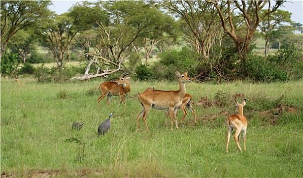 乌干达,大草原