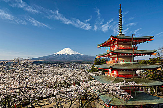 富士山,红色,塔,春天,樱花,日本