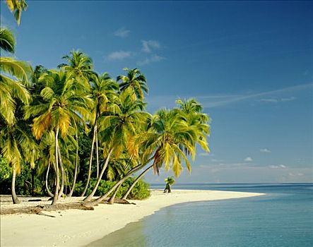环礁,棕榈树,热带沙滩,海洋,沙子,印度洋,马尔代夫