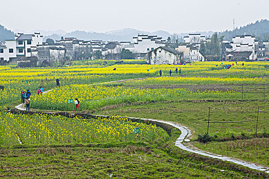 婺源,春天,油菜花,徽派,建筑,思溪延村,风情,风景,风光,乡村,民居