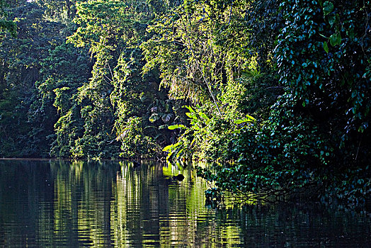 河,雨林,哥斯达黎加