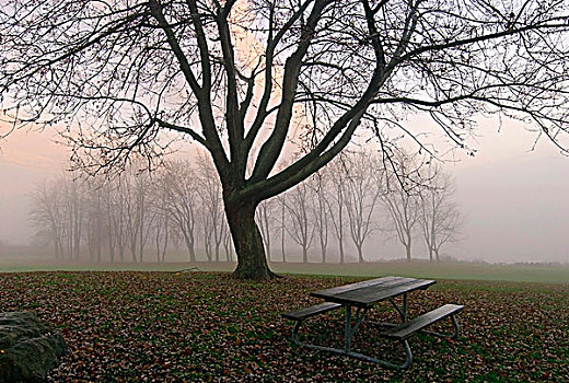 秋天,场景,公园长椅,湖,保护区,安大略省,加拿大
