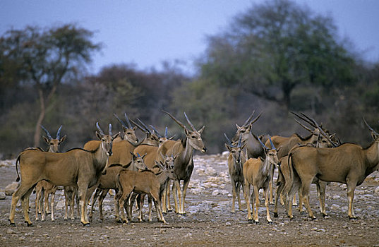 纳米比亚,埃托沙国家公园,大羚羊,牧群