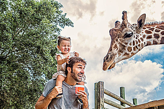 咯咯笑,女婴,父亲,肩部,喂食,长颈鹿,动物园