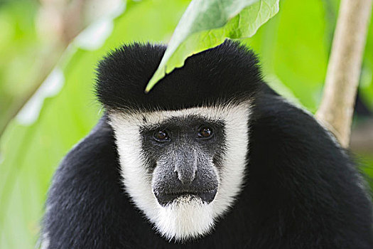 黑白,疣猴属,猴子,东黑白疣猴,肯尼亚,非洲