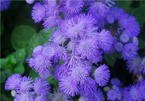 蓝色,紫色,多毛,花