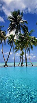 玻利尼西亚,游泳池,海边,棕榈树,蓝天