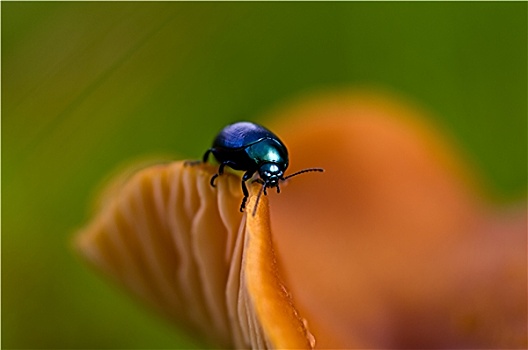 蓝色,甲虫,蘑菇
