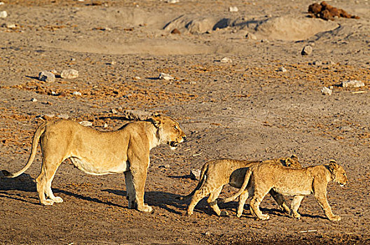 狮子,女性,两个,幼兽,走,埃托沙国家公园,纳米比亚,非洲