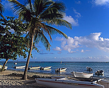 渔船,热带沙滩,棕榈树,瓜德罗普,法国,西印度群岛