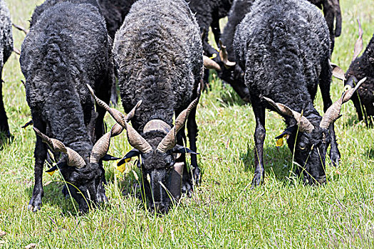 绵羊,老,稀有,草场,霍尔特巴杰,国家公园,匈牙利