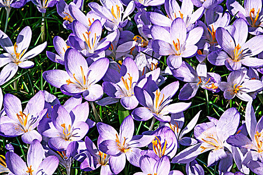 紫色,藏红花,全画幅