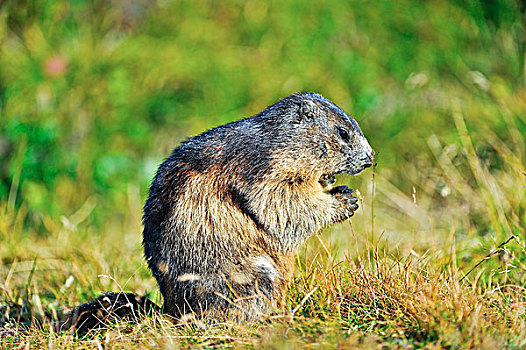 土拨鼠,上陶恩山国家公园,奥地利,欧洲