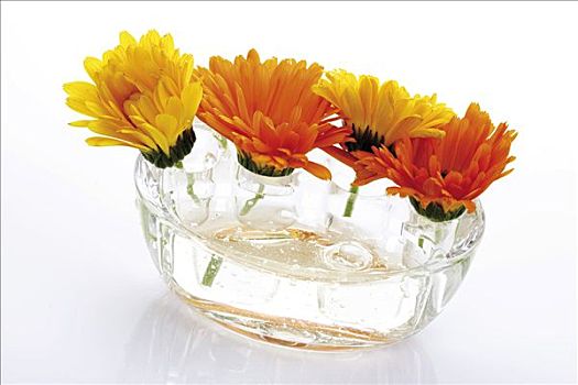 万寿菊,金盏花,玻璃花瓶