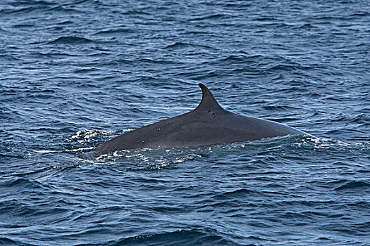 鲸,下加利福尼亚州,墨西哥