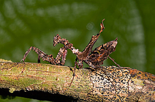 合掌螳螂,亚马逊河,厄瓜多尔