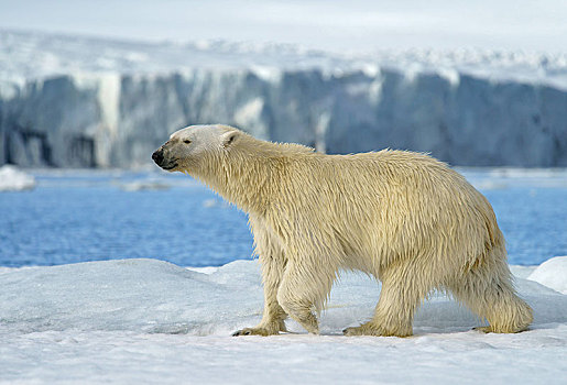 北极熊,冰,斯瓦尔巴特群岛,挪威,北极,欧洲