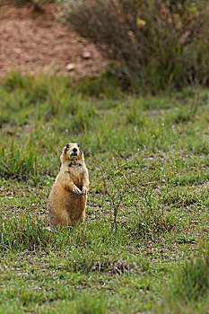 犹他,草原土拨鼠,黑尾草原犬,布莱斯峡谷国家公园,美国