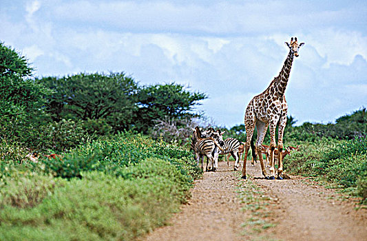 南非,长颈鹿,公园