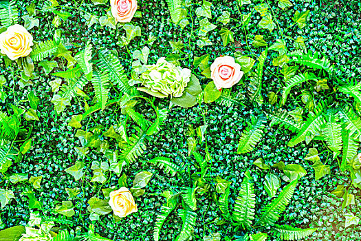 花,植物,墙壁