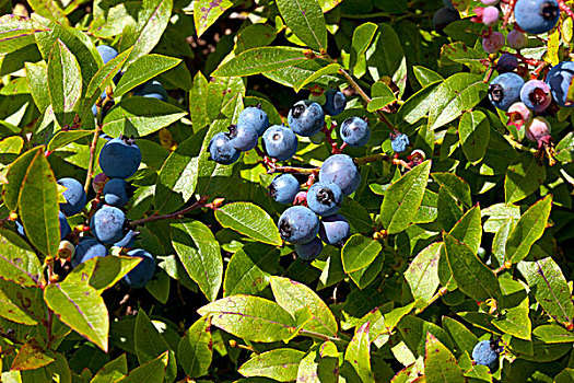 蓝莓,土地,勤奋,河,芬地湾,新斯科舍省,加拿大