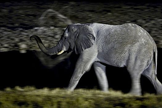 大象,象科,水坑,夜晚,斑马,马,喝,埃托沙国家公园,纳米比亚,非洲