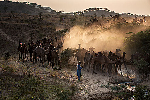 骆驼,途中,普什卡,日落,牛,市场,拉贾斯坦邦,印度,亚洲
