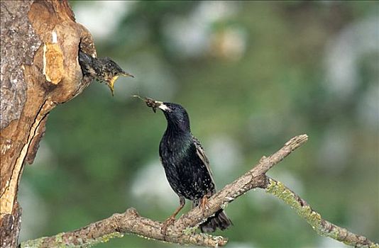 星椋鸟,常见八哥,八哥,紫翅椋鸟,进食,雏鸟,中空,树