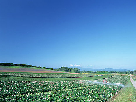 山,马铃薯,种植