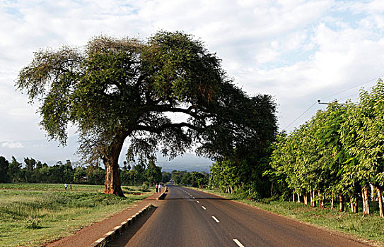 道路,乞力马扎罗山,国家,公园,世界遗产,坦桑尼亚,东非,非洲