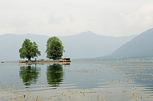 树,湖,四个,斯利那加,查谟-克什米尔邦,印度