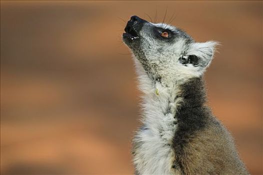 节尾狐猴,狐猴,看,上方,脆弱,贝伦提私人保护区,马达加斯加