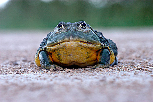 巨大,牛蛙,成年,埃托沙国家公园,纳米比亚,非洲